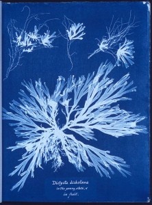 Eine Cyanotypie aus Anna Atkins' Buch British Algae: Cyanotype Impressions von 1843 - Quelle Wikimedia Commons